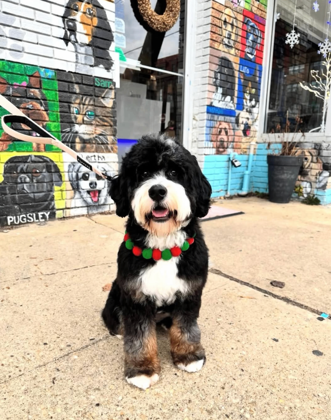 Tri-color bernedoodle in a holiday pom collar in front of the Head to Tails storefront mural
