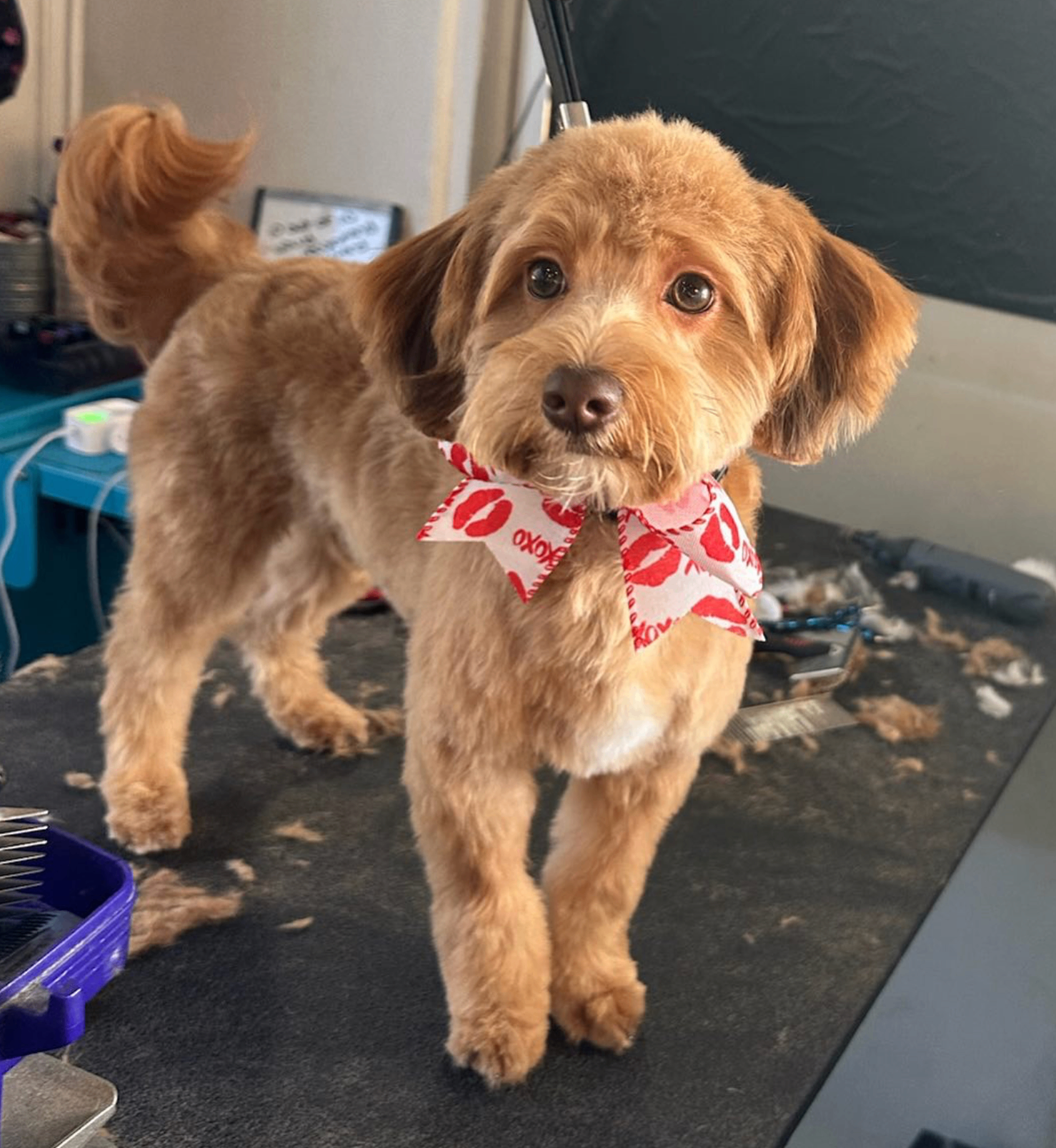 Caramel doodle puppy with a red XOXO bow on the grooming table