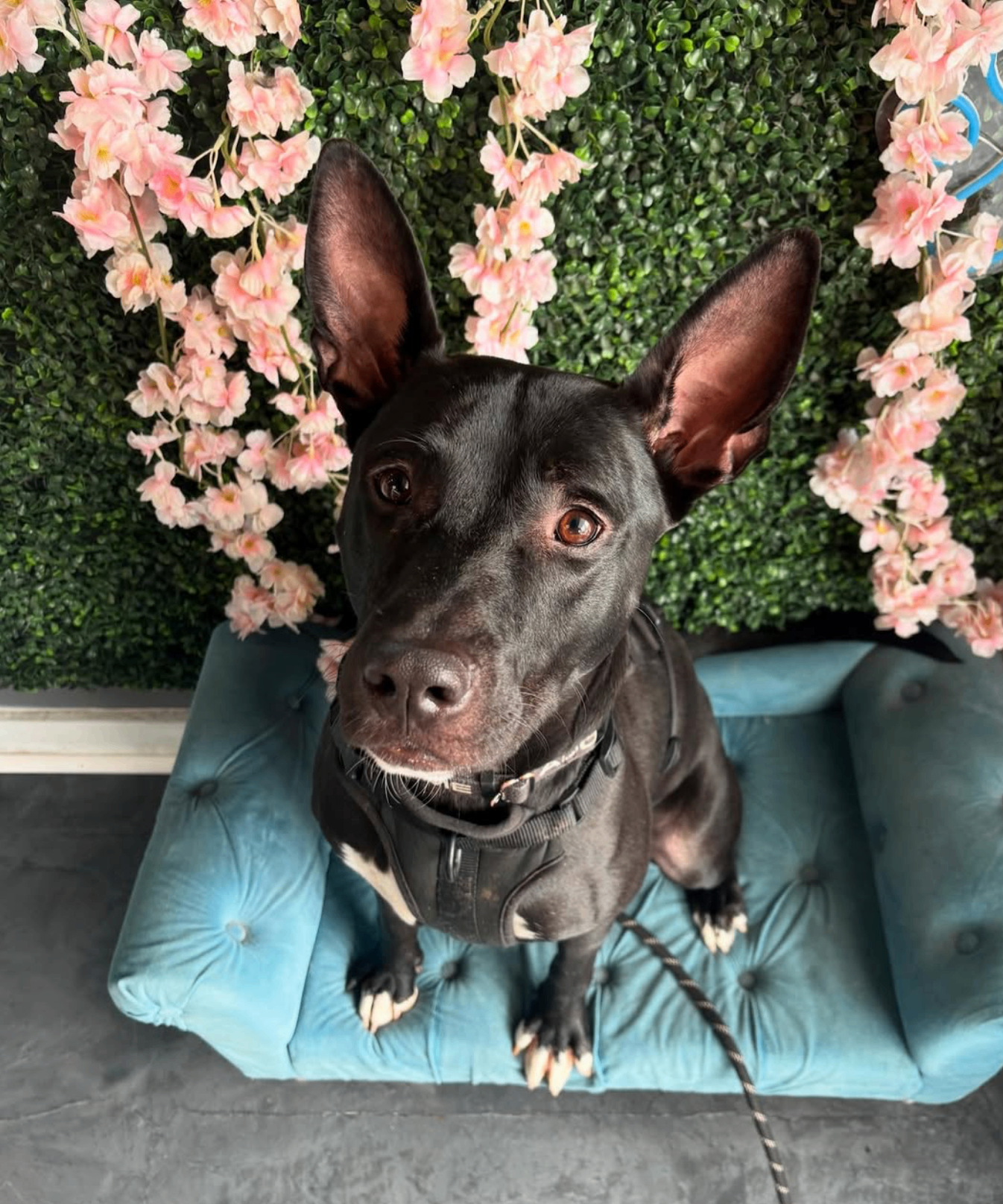 Black pit mix sitting on a teal velvet bed in front of a flower wall backdrop